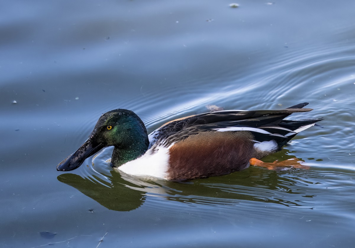 Cuchara Común - ML646725952