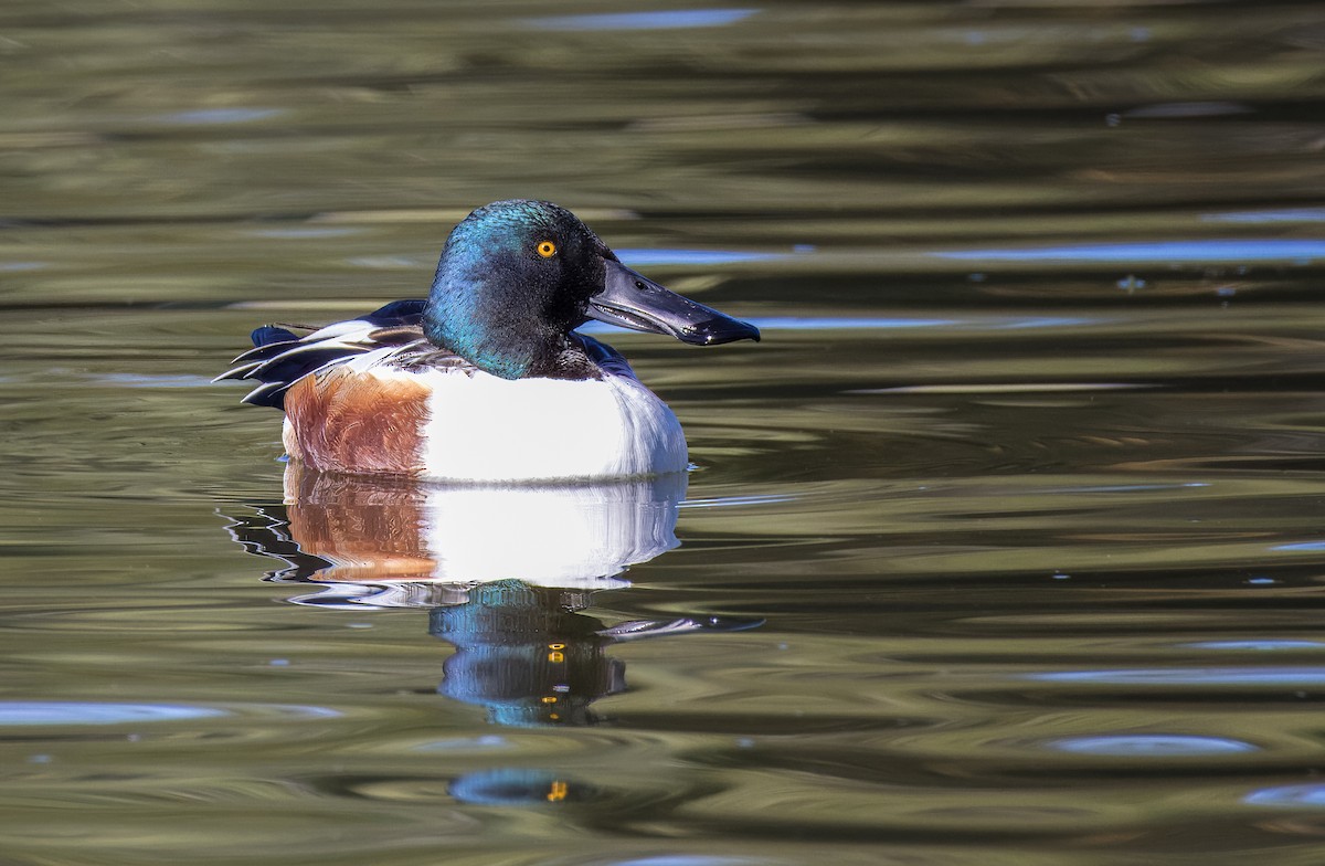 Cuchara Común - ML646725953