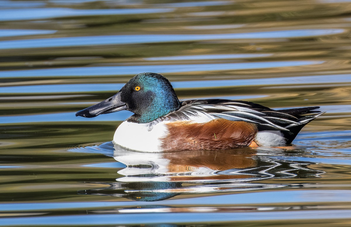 Cuchara Común - ML646725955