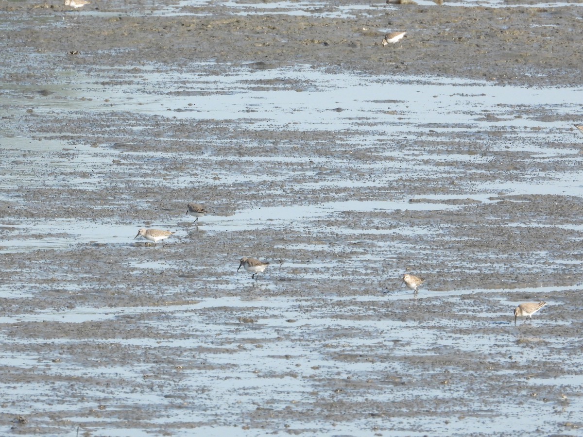 Dunlin - ML646725958