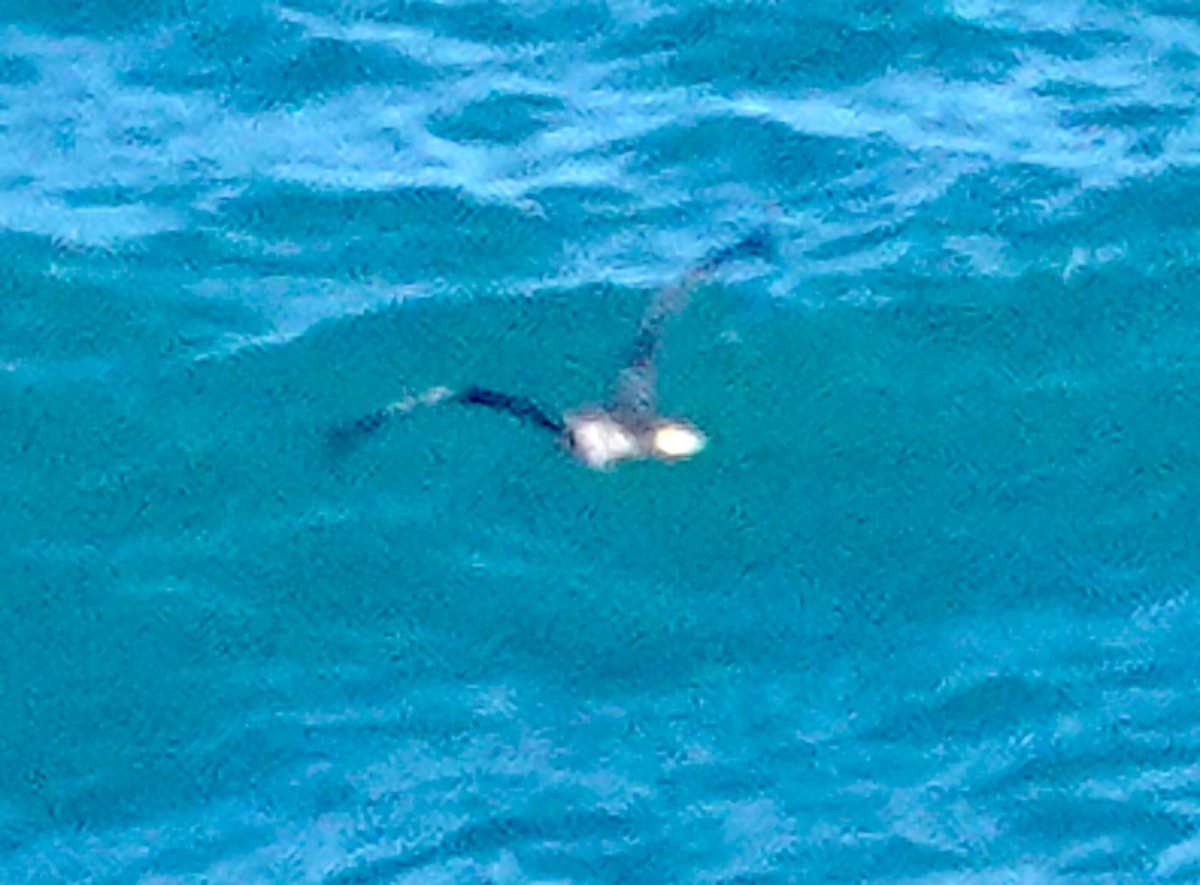 Pardela Capirotada - ML646725959