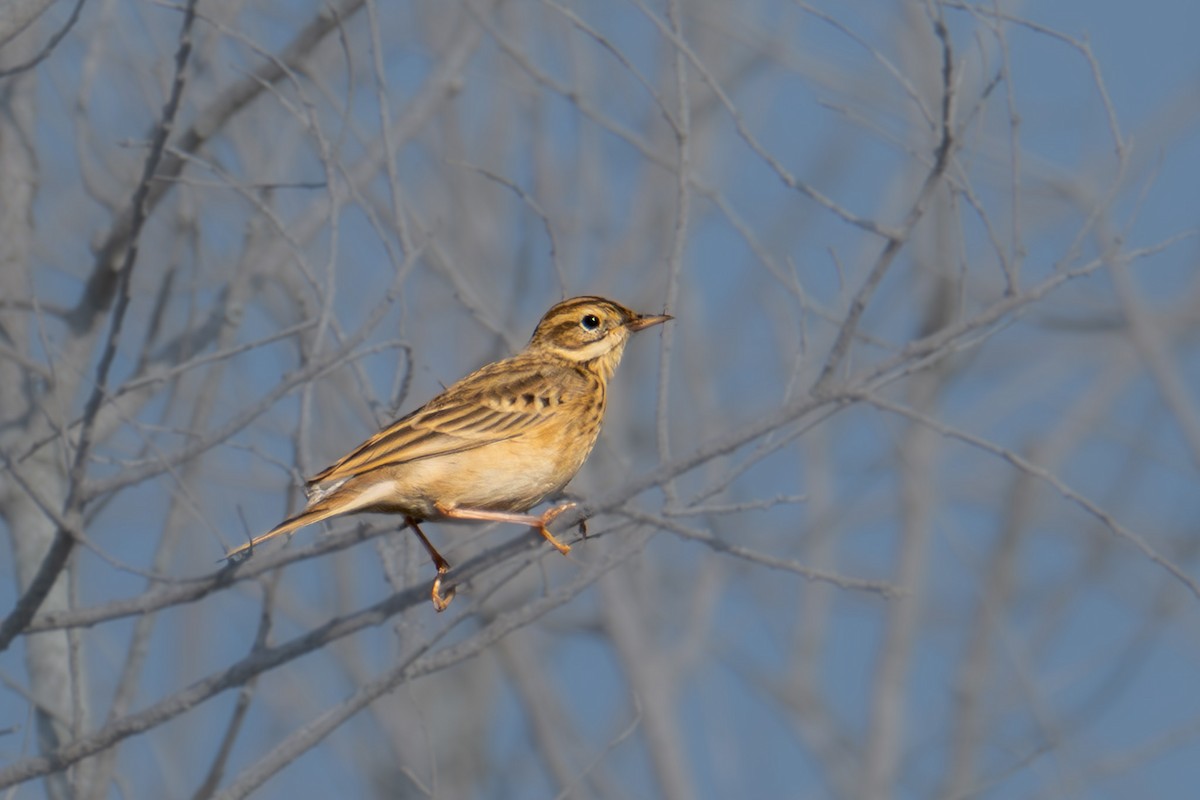 Blyth's Pipit - ML646725962