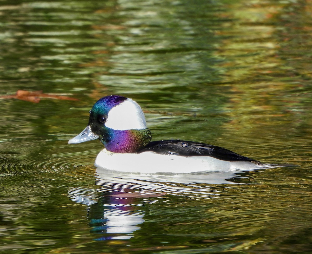 Гоголь малий - ML646725964