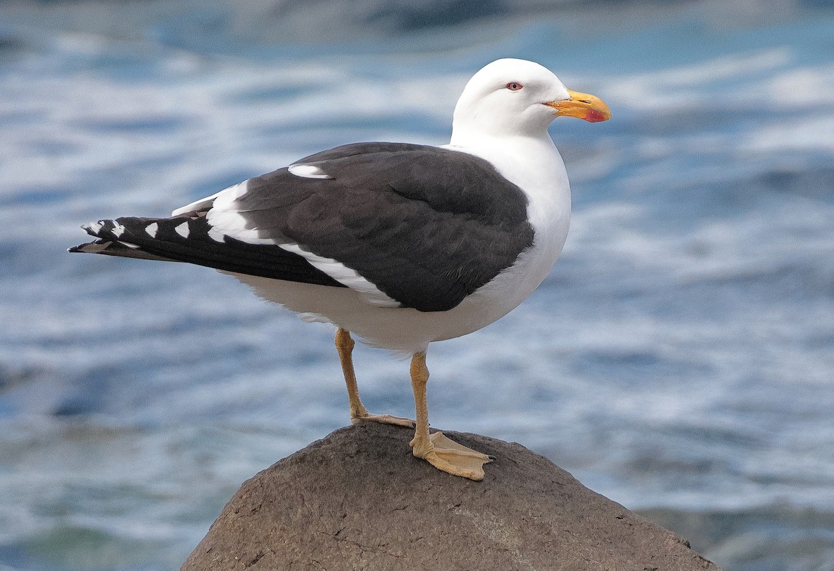 Kelp Gull (dominicanus) - ML646725967