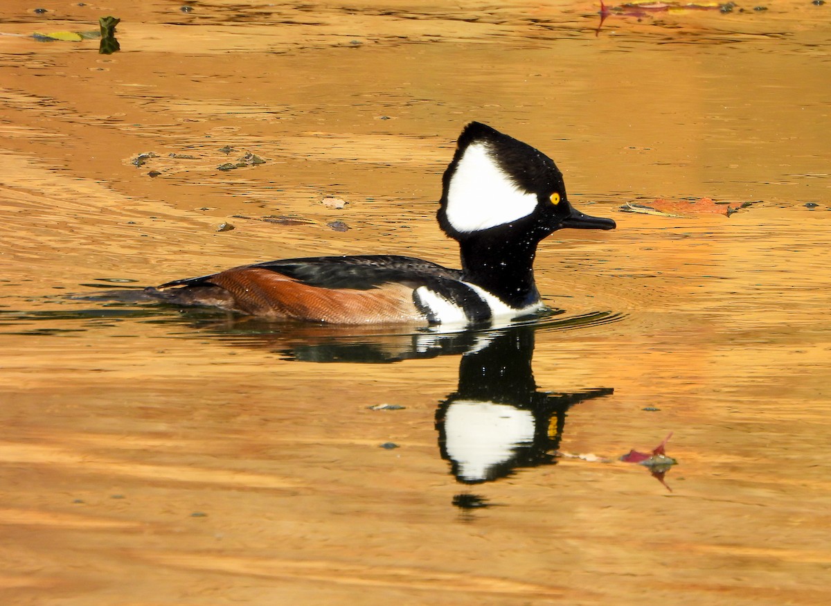 Zerra buruhandia - ML646725970