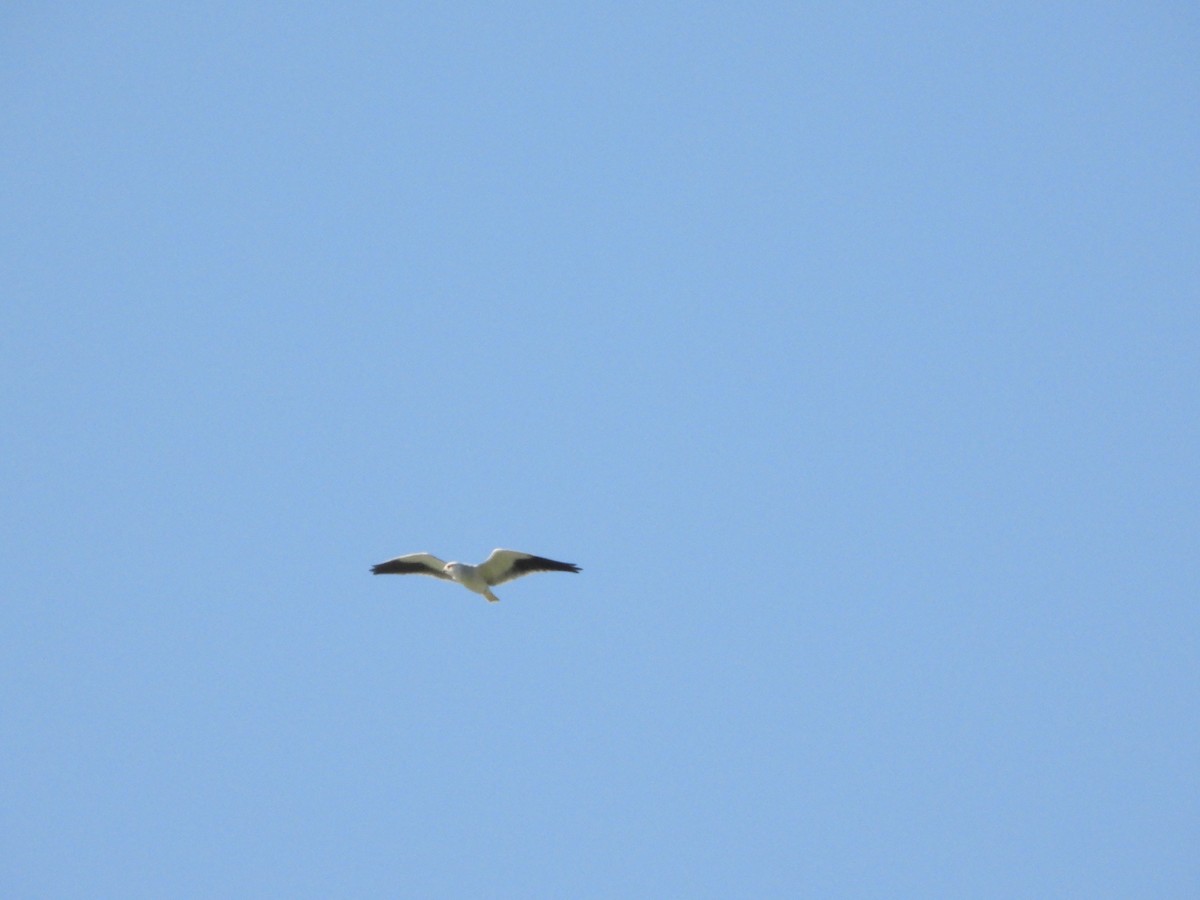 Black-winged Kite - ML646725974