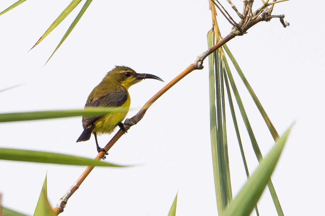 Sahul Sunbird - ML646725975