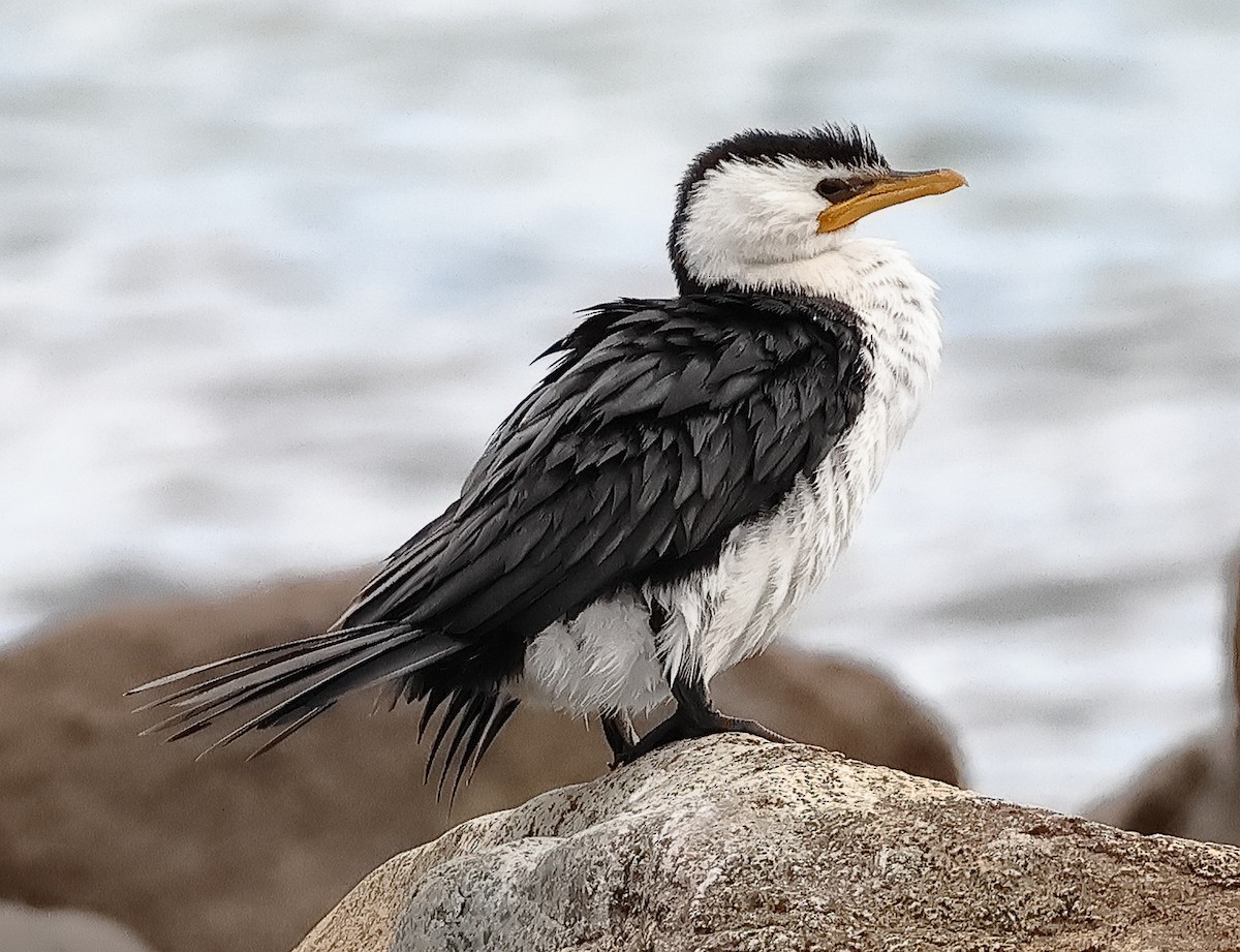 Little Pied Cormorant - ML646725979
