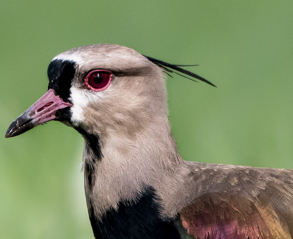 Southern Lapwing - ML646725980