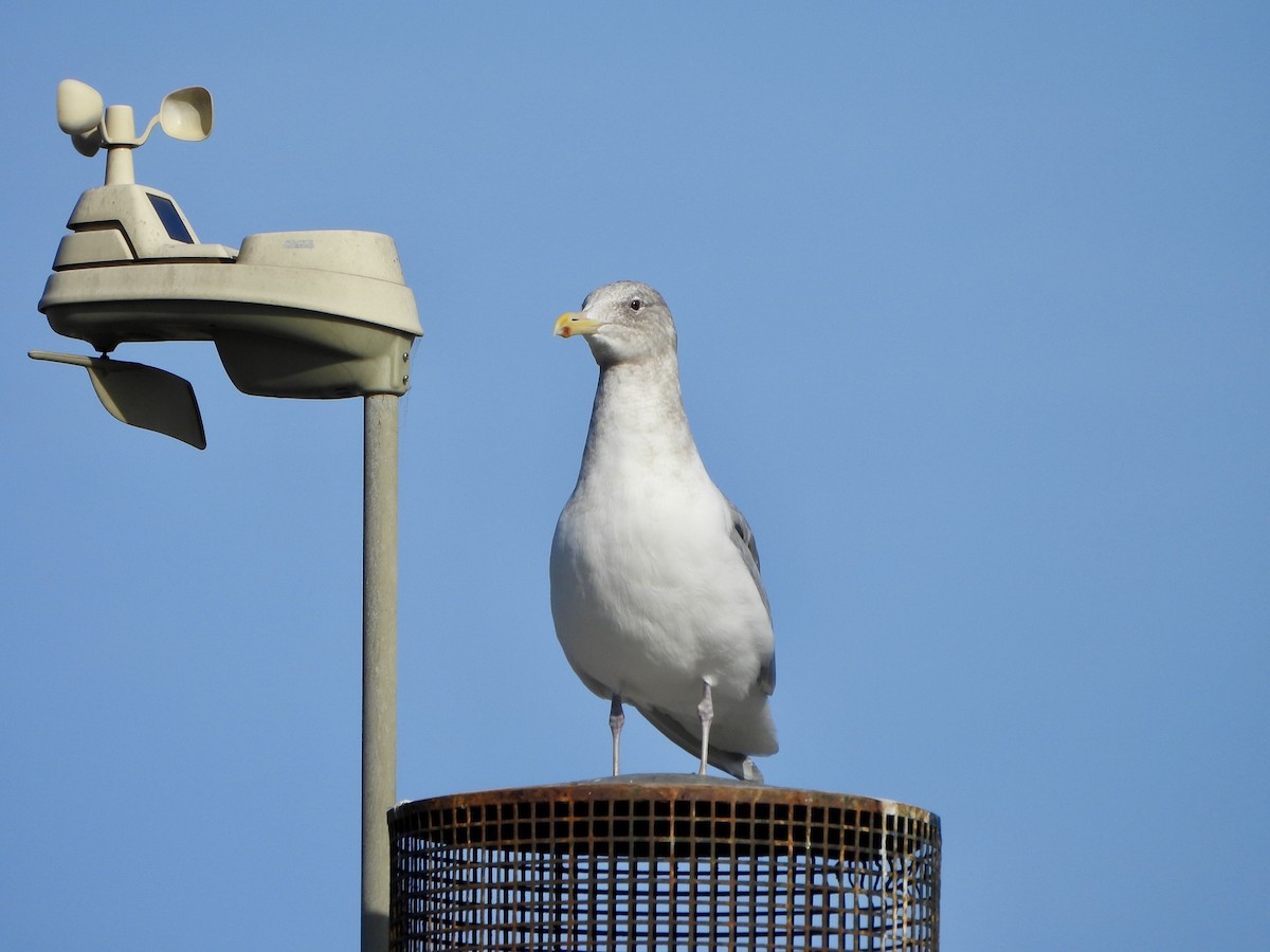 Мартин берингійський - ML646725981