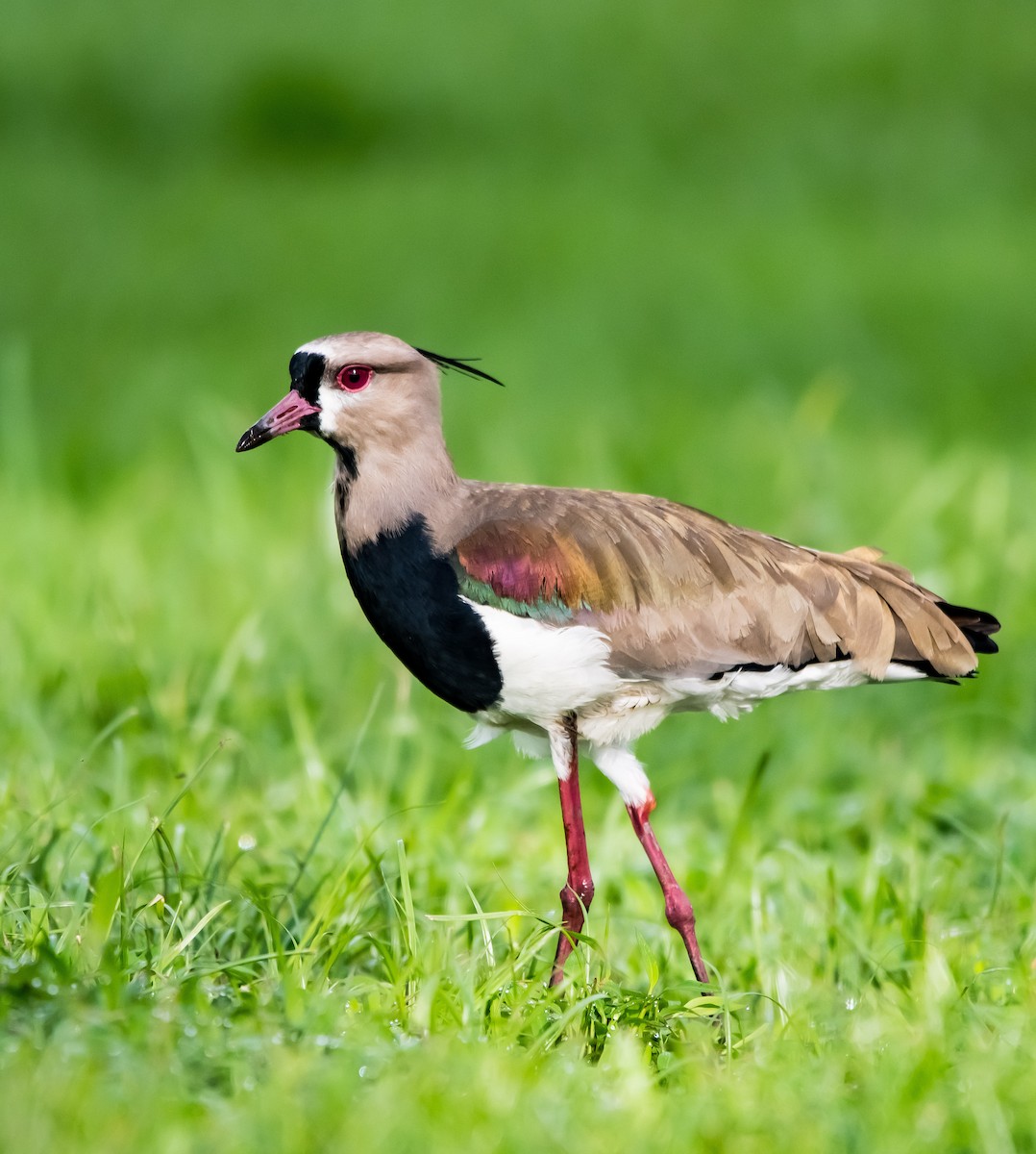 Southern Lapwing - ML646725982