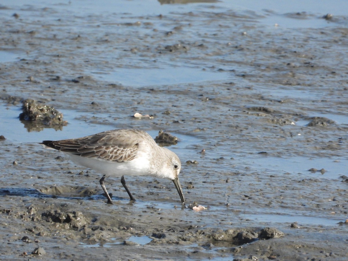 Dunlin - ML646725985