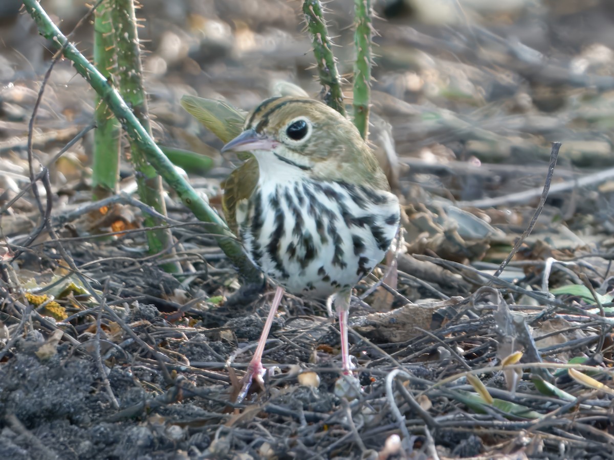 Ovenbird - ML646725992
