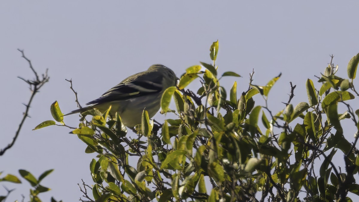 Hooded Siskin - ML646725993