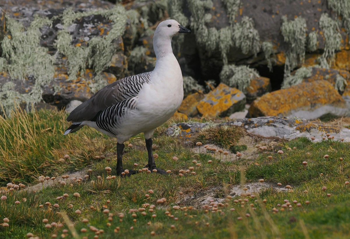 Upland Goose - ML646725994