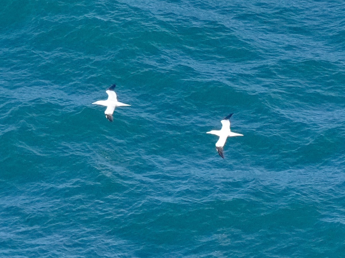 Northern Gannet - ML646725995