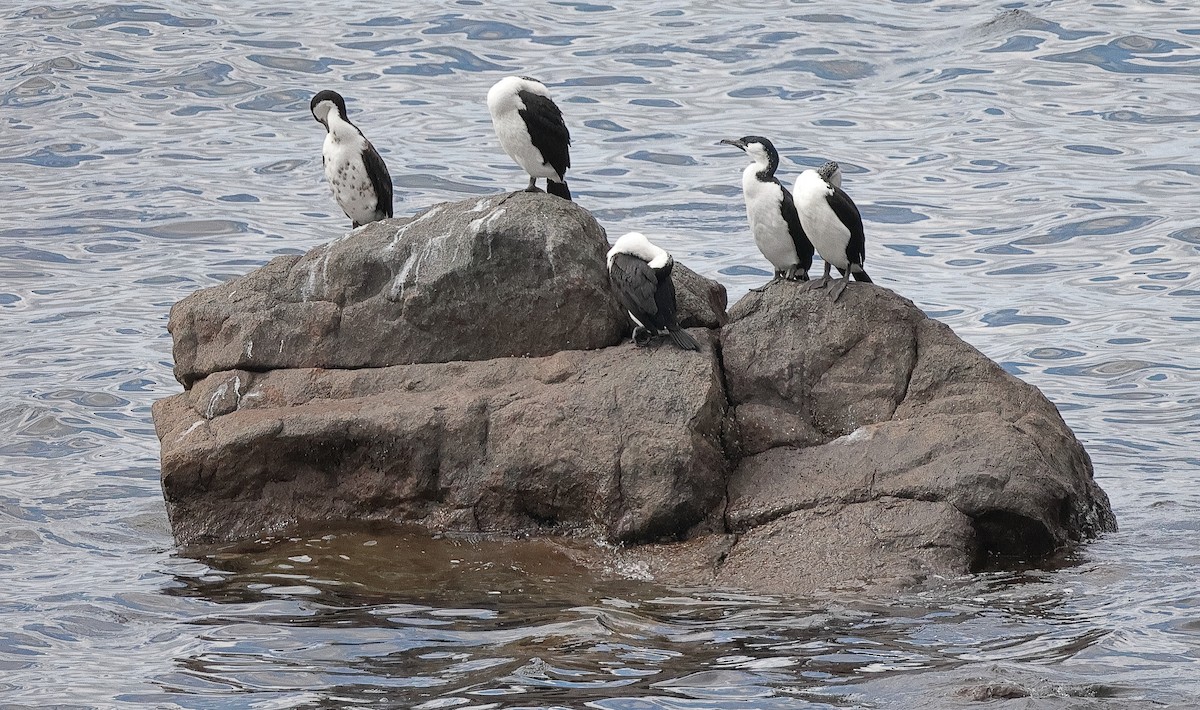 Black-faced Cormorant - ML646725999
