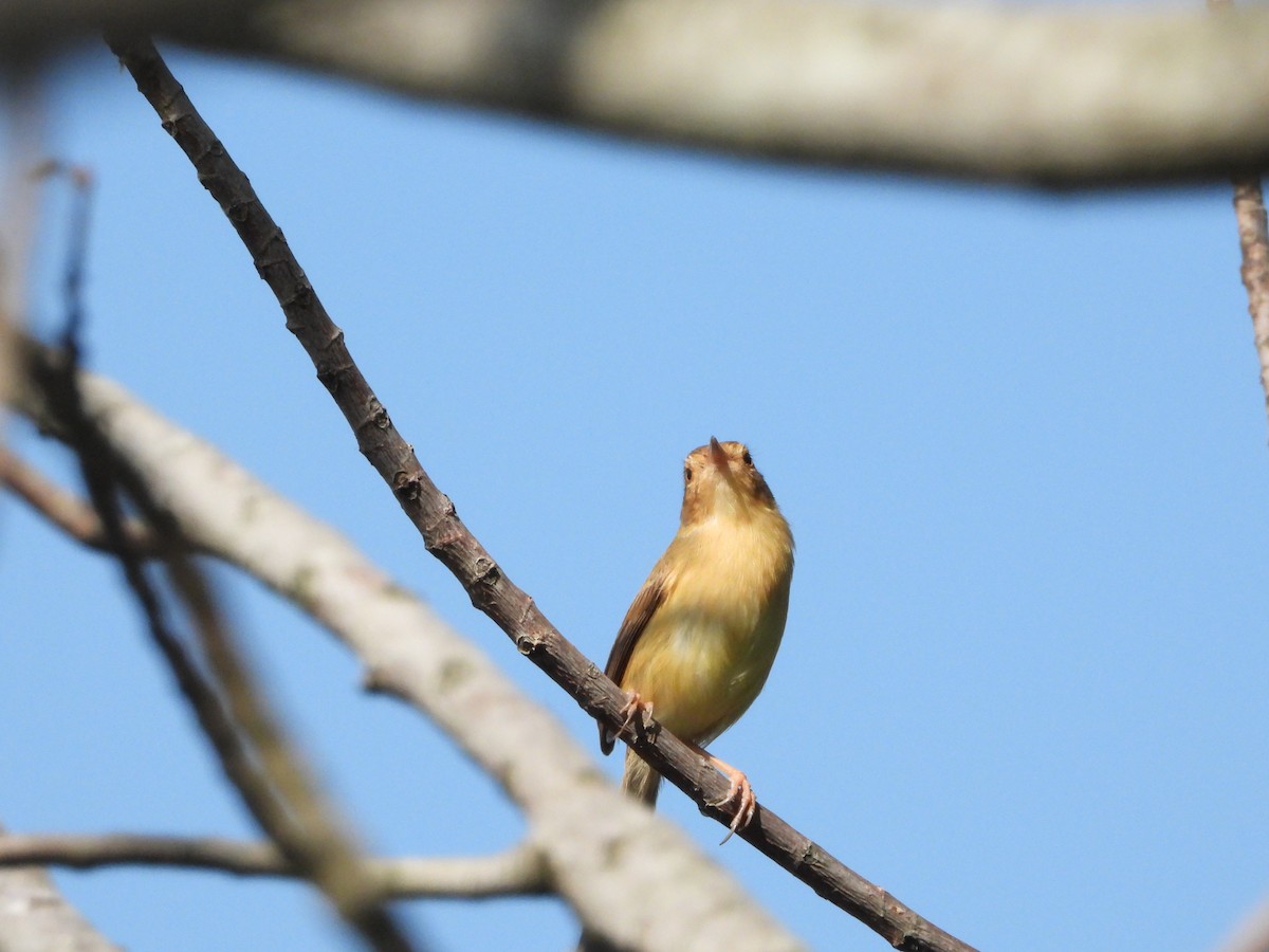 Plain Prinia - ML646726000