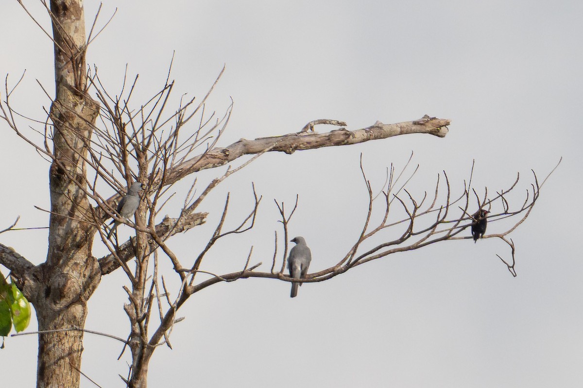 White-bellied Cuckooshrike - ML646726001
