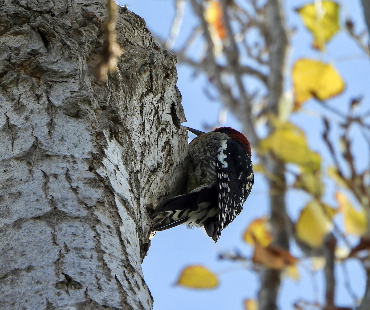 Дятел-смоктун червоноголовий - ML646726002