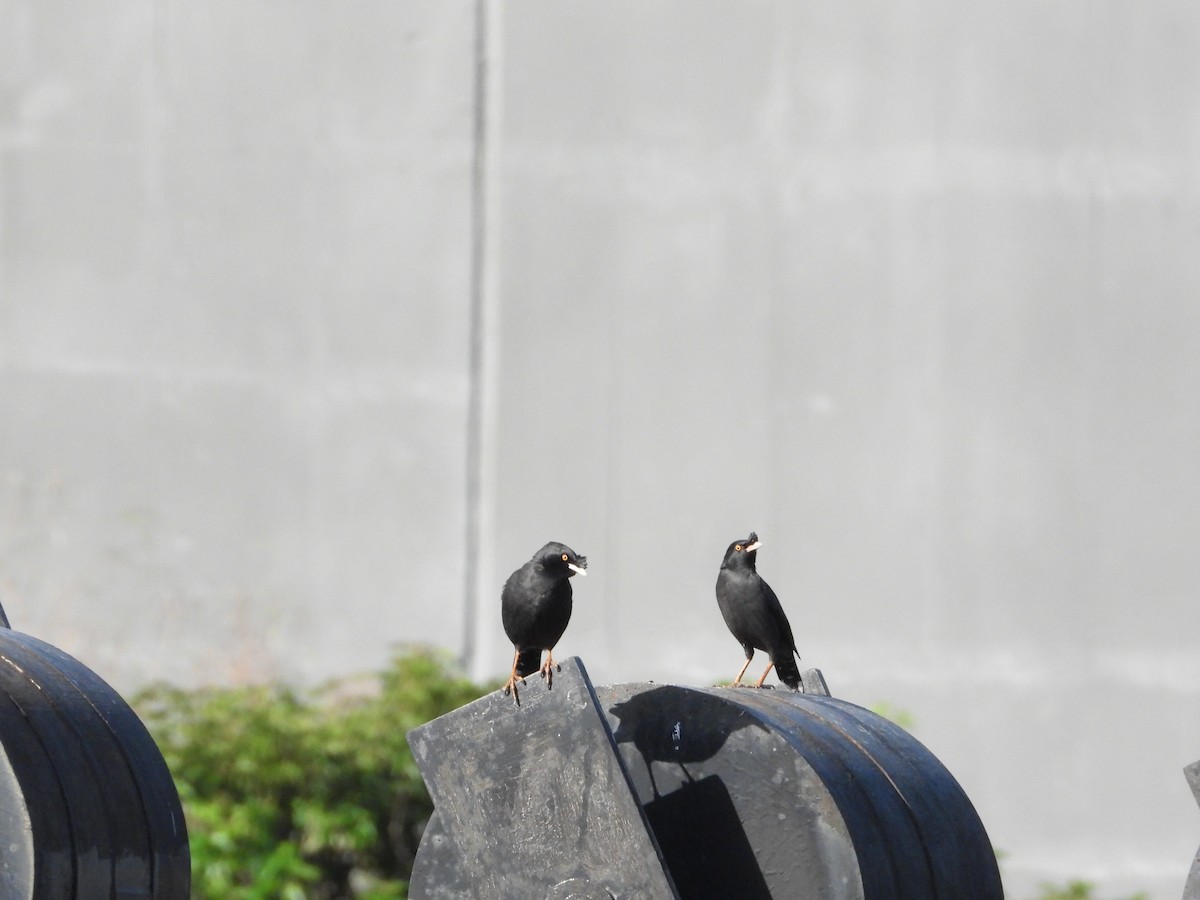 Crested Myna - ML646726003