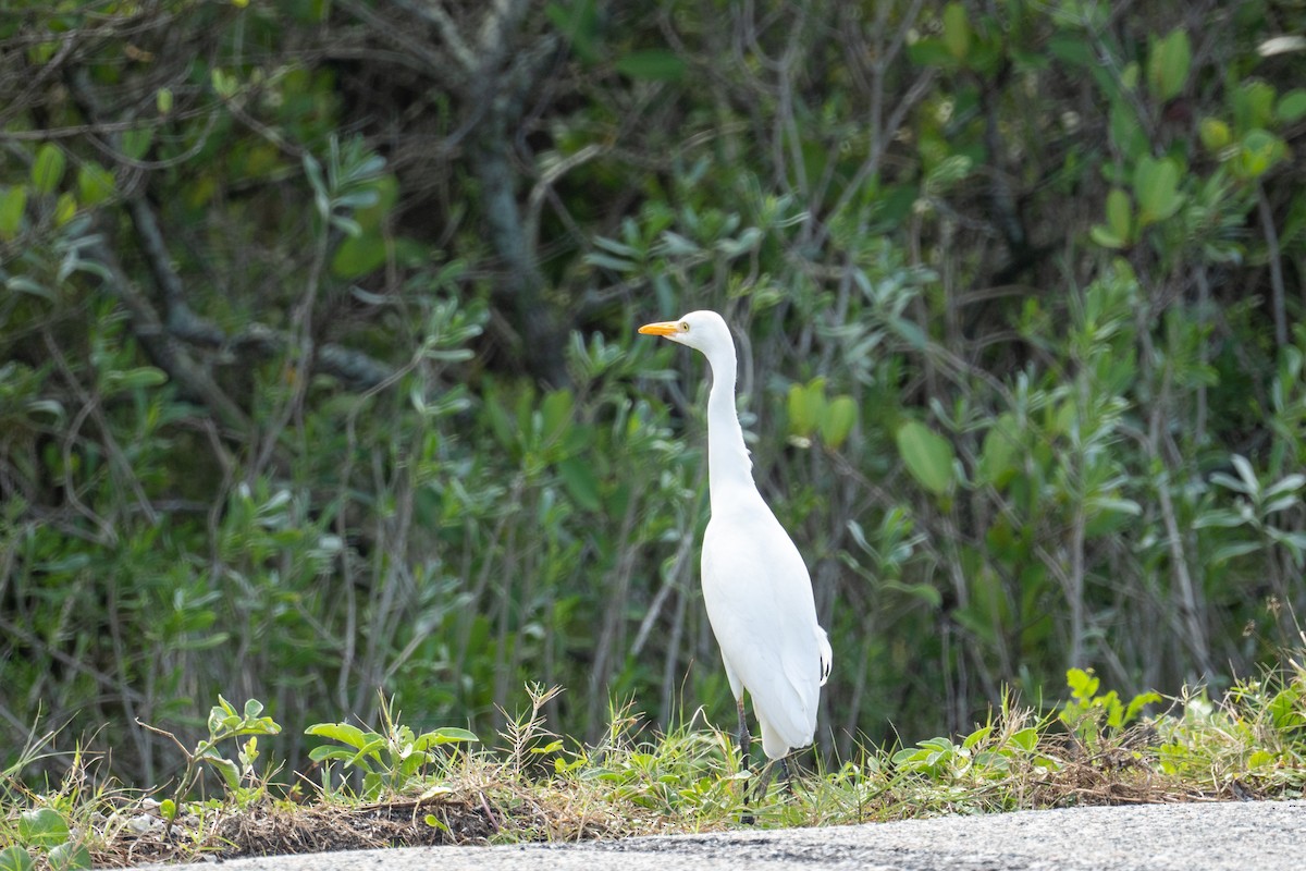 Koartza zuria - ML646726004