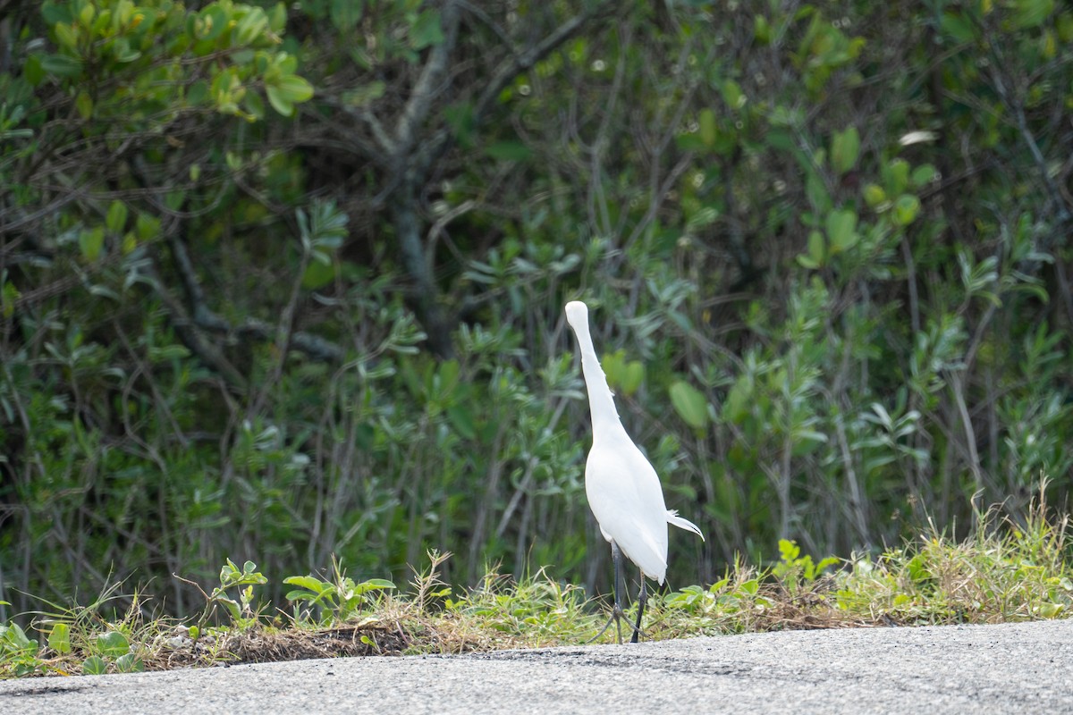 Koartza zuria - ML646726005