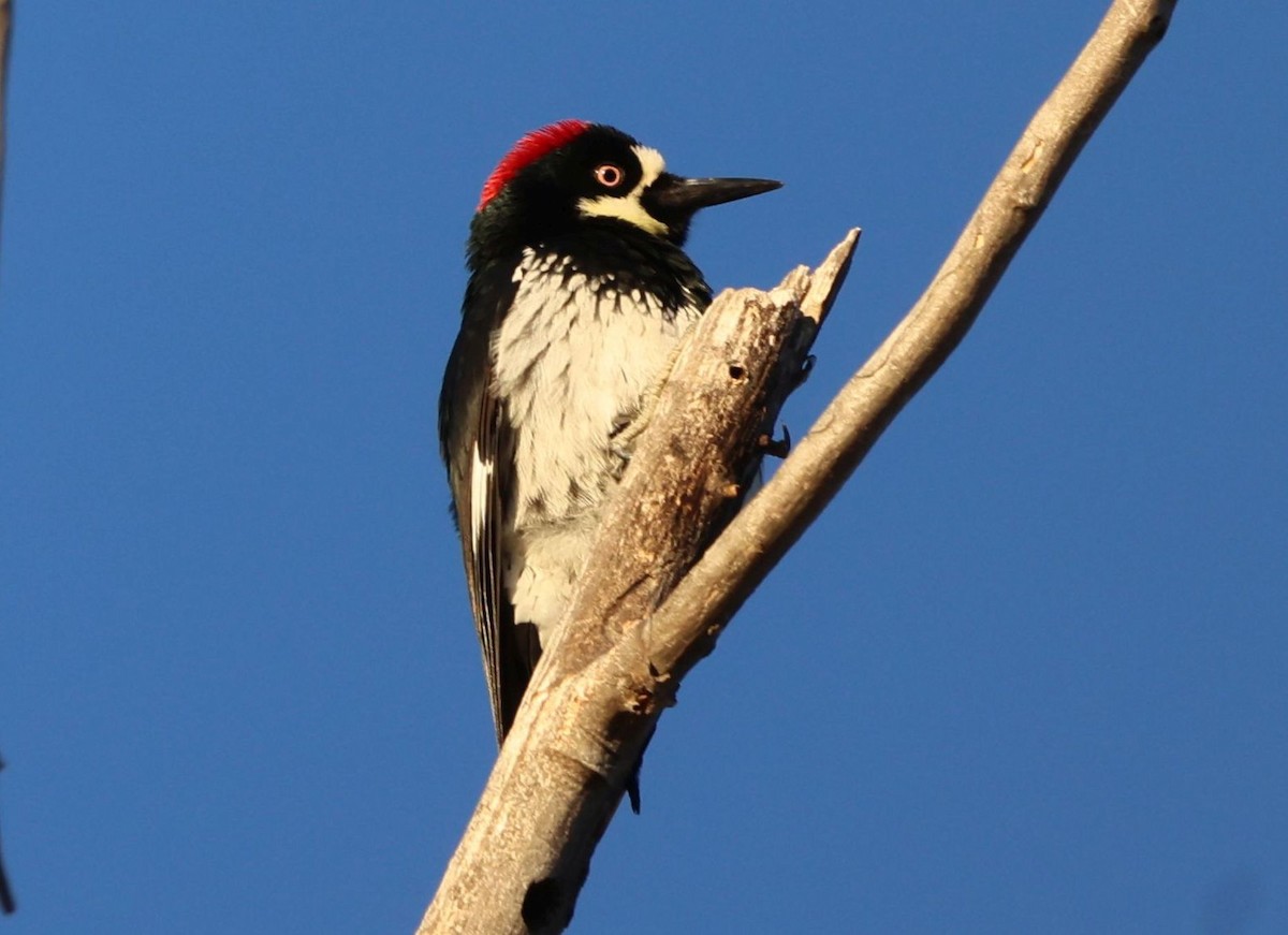 Acorn Woodpecker - ML646726015