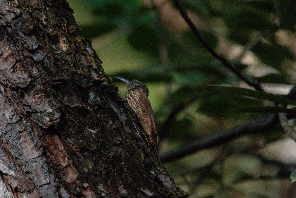 Streak-headed Woodcreeper - ML646726016