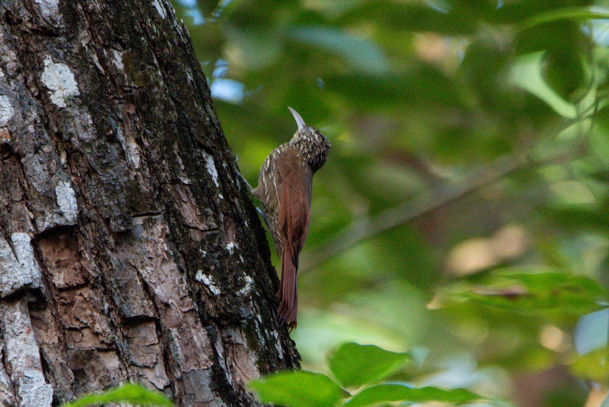Streak-headed Woodcreeper - ML646726017