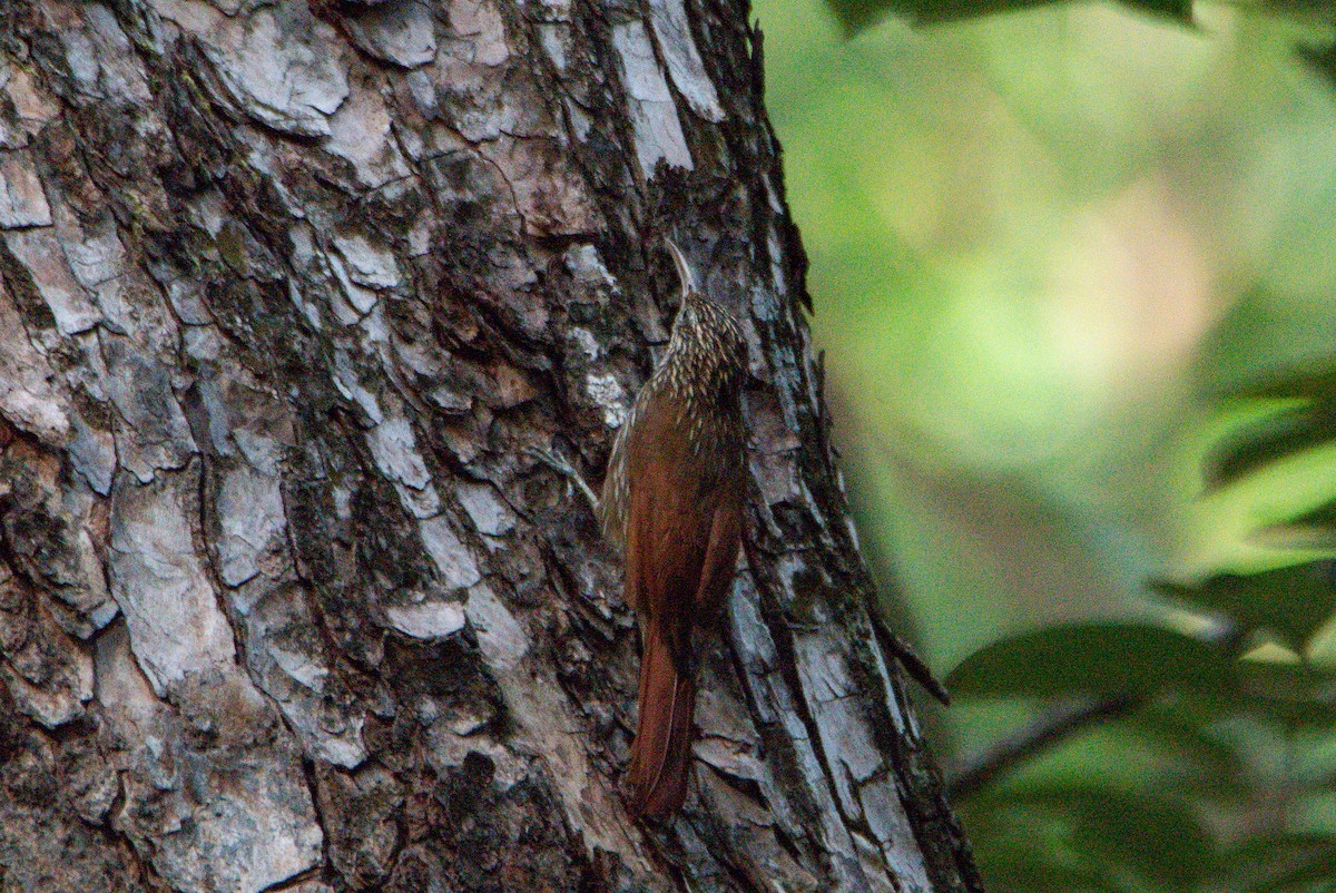 Streak-headed Woodcreeper - ML646726018