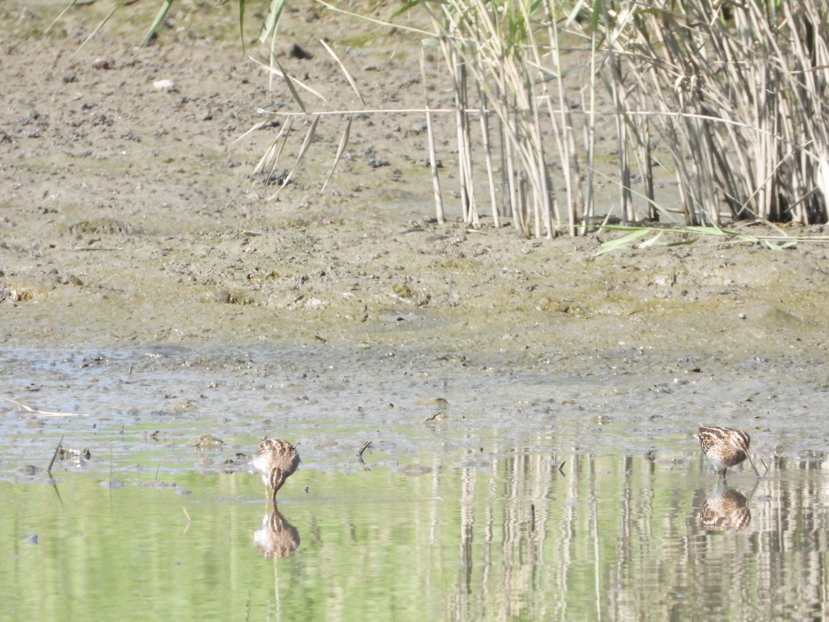 Agachadiza Común - ML646726019