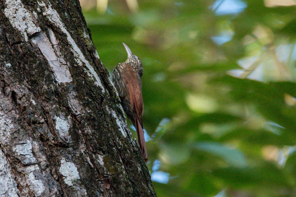 Streak-headed Woodcreeper - ML646726020