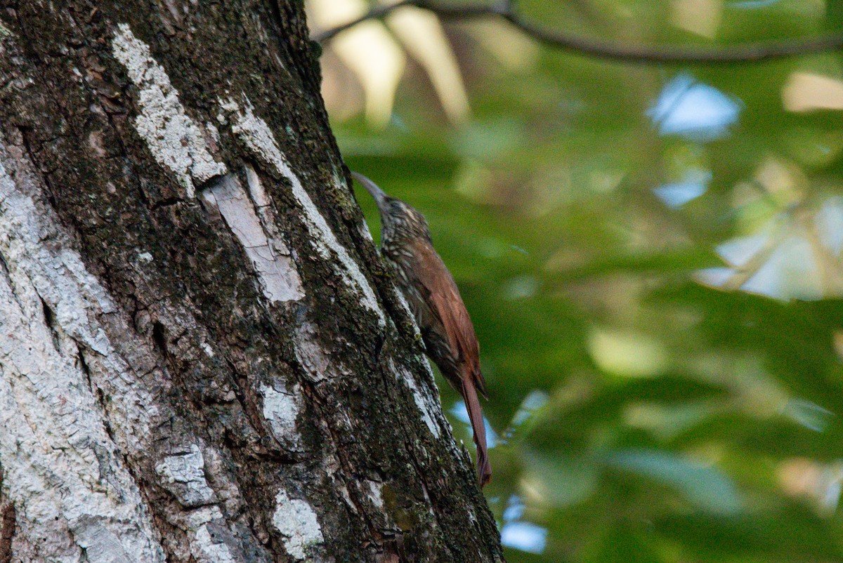 Streak-headed Woodcreeper - ML646726021