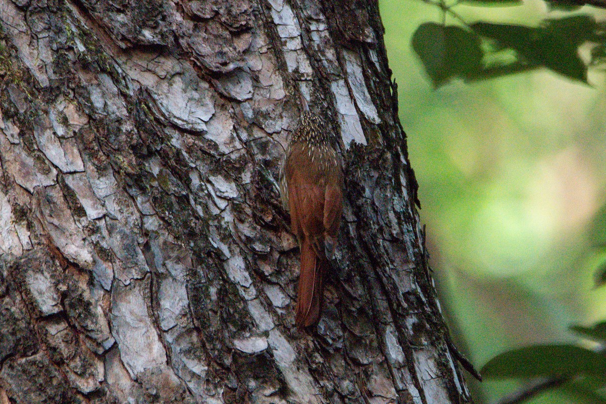 Streak-headed Woodcreeper - ML646726022