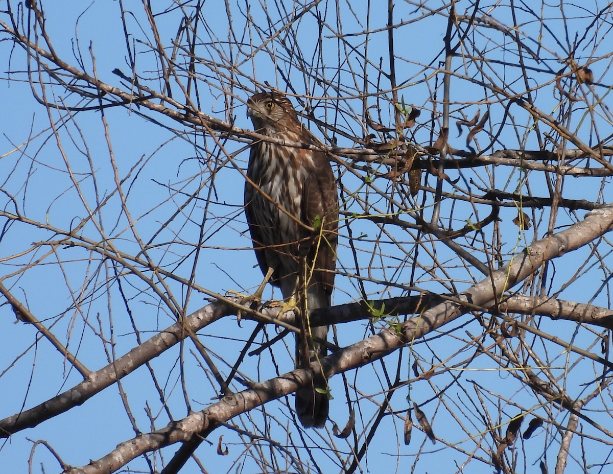 Sharp-shinned Hawk - ML646726023