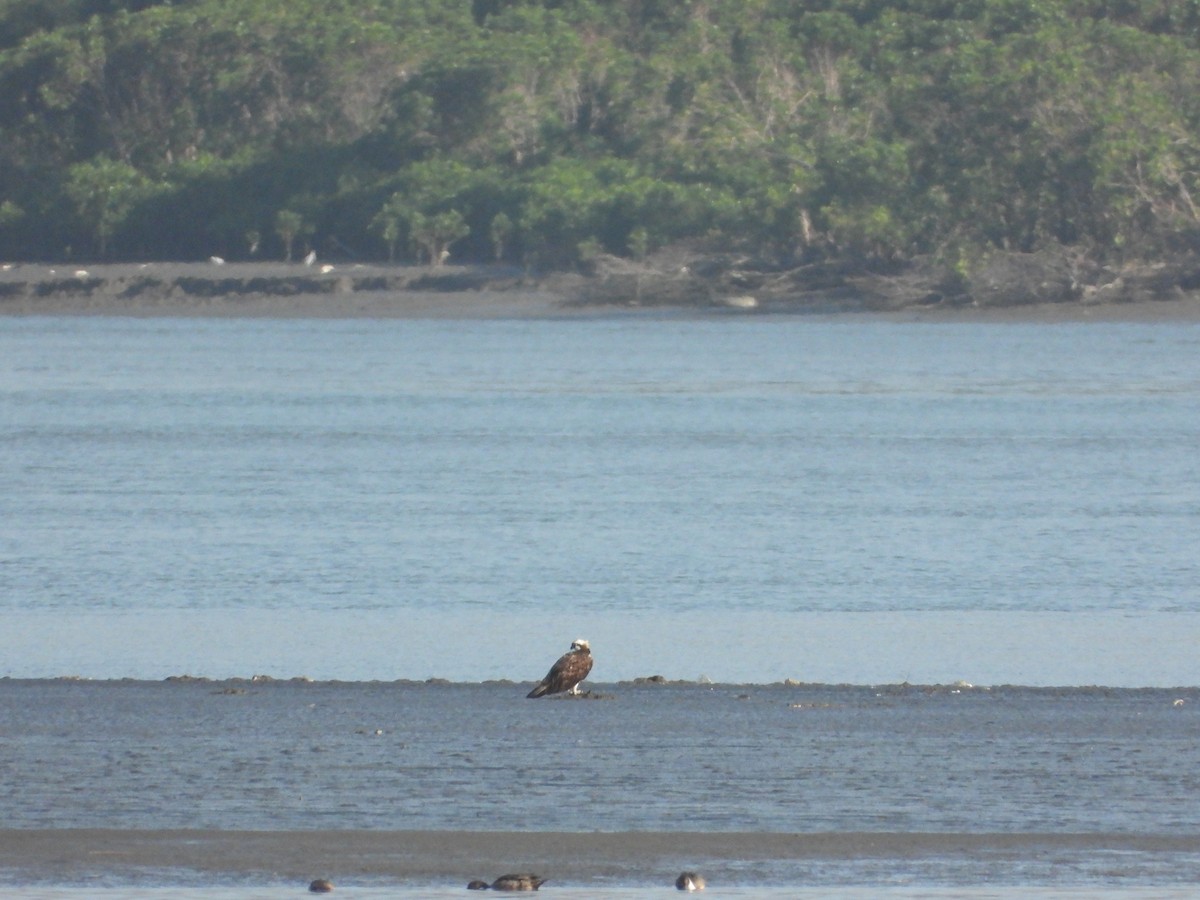 Osprey - ML646726026