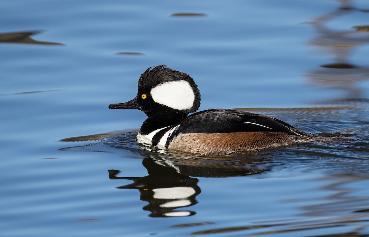 Zerra buruhandia - ML646726030