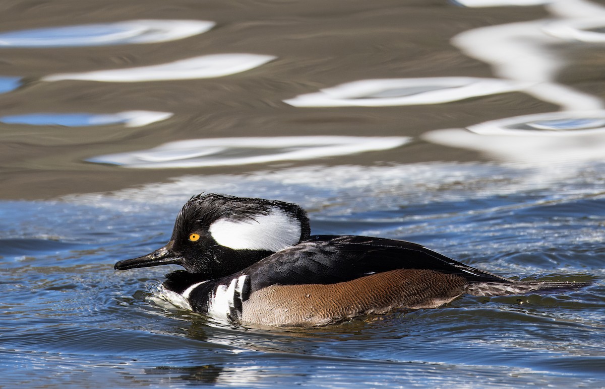 Zerra buruhandia - ML646726031