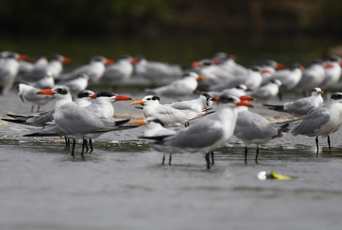 West African Crested Tern - ML646726032