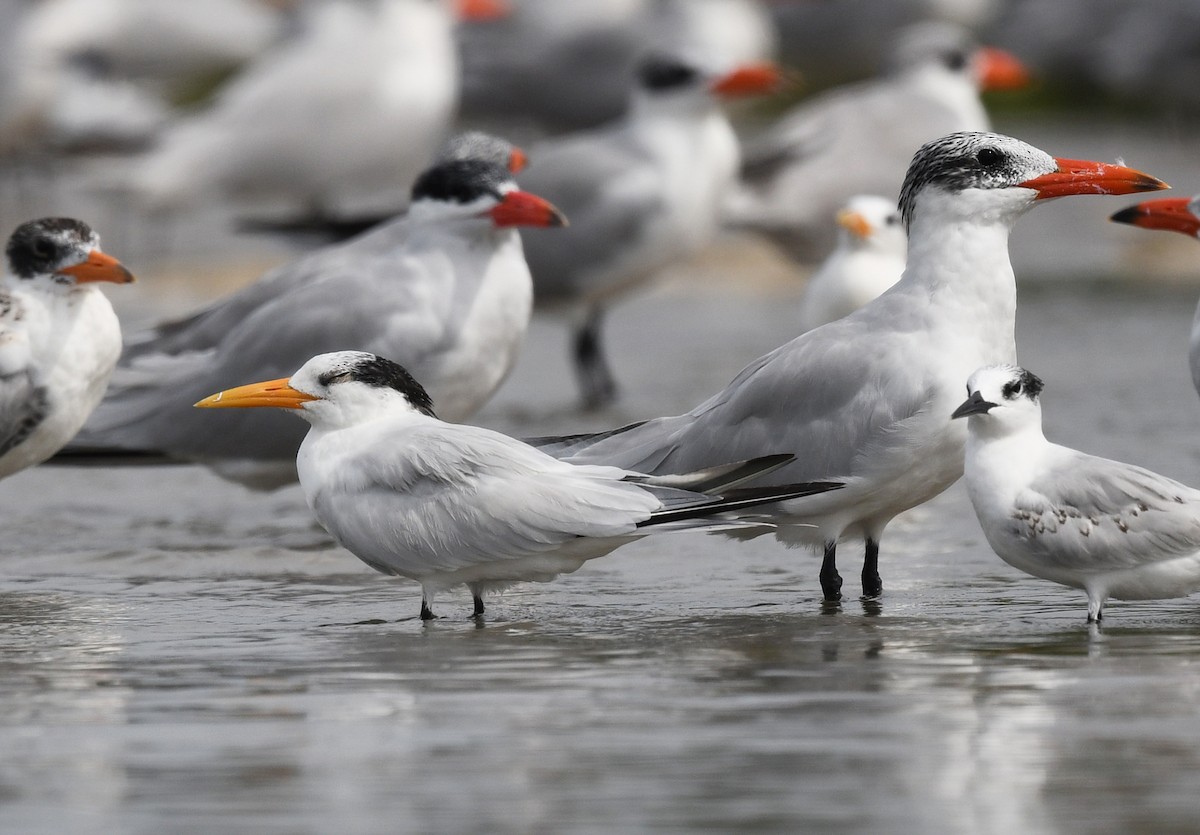 West African Crested Tern - ML646726033
