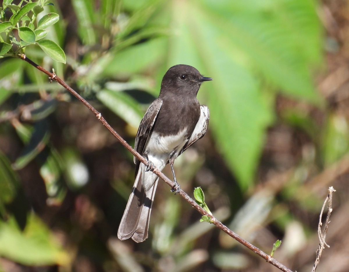 Black Phoebe - ML646726034
