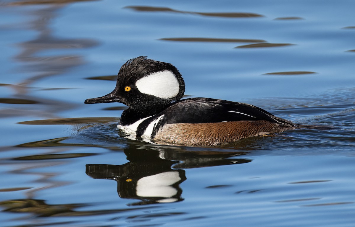 Zerra buruhandia - ML646726035