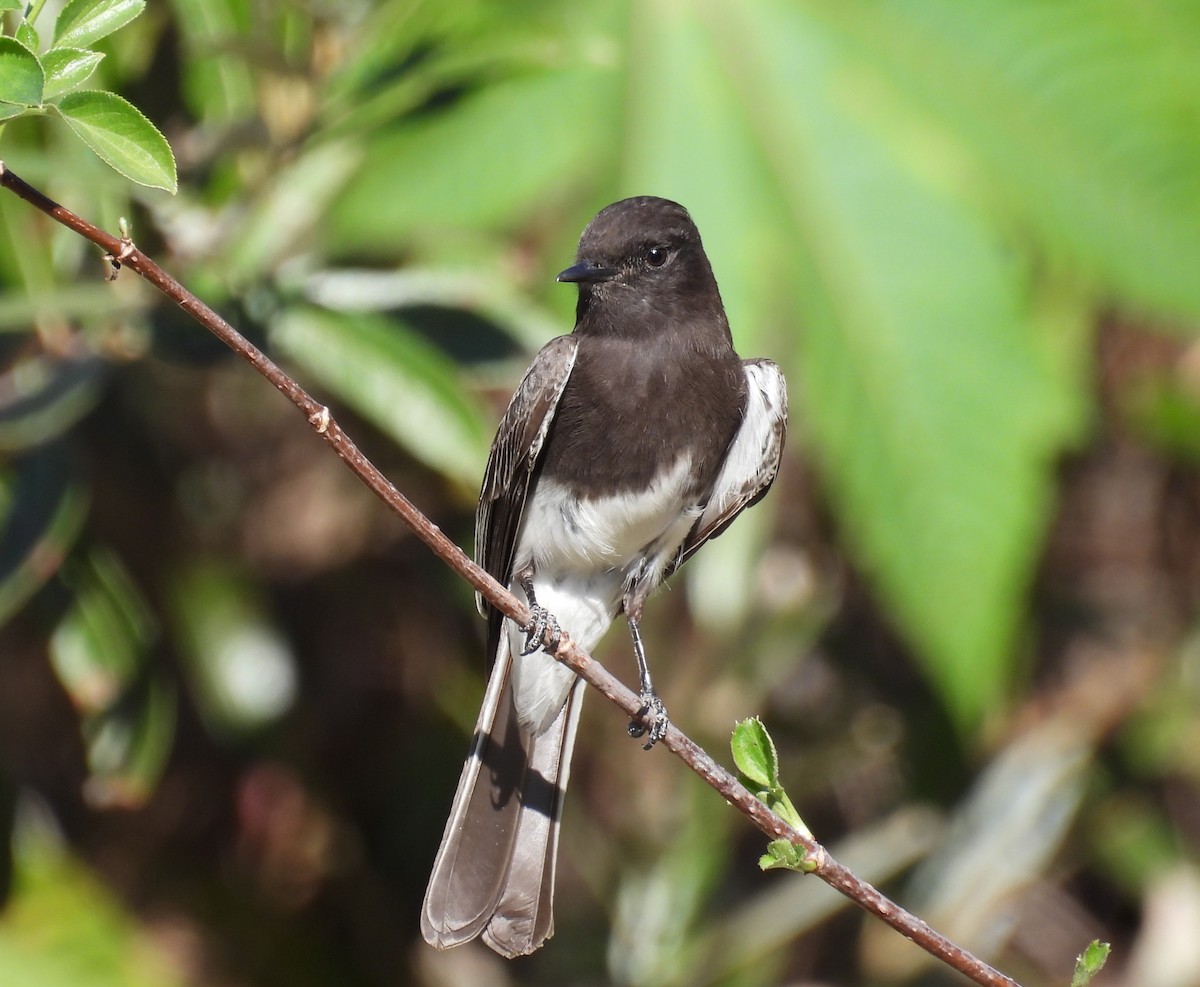 Black Phoebe - ML646726036