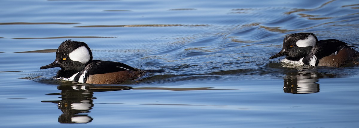 Zerra buruhandia - ML646726038