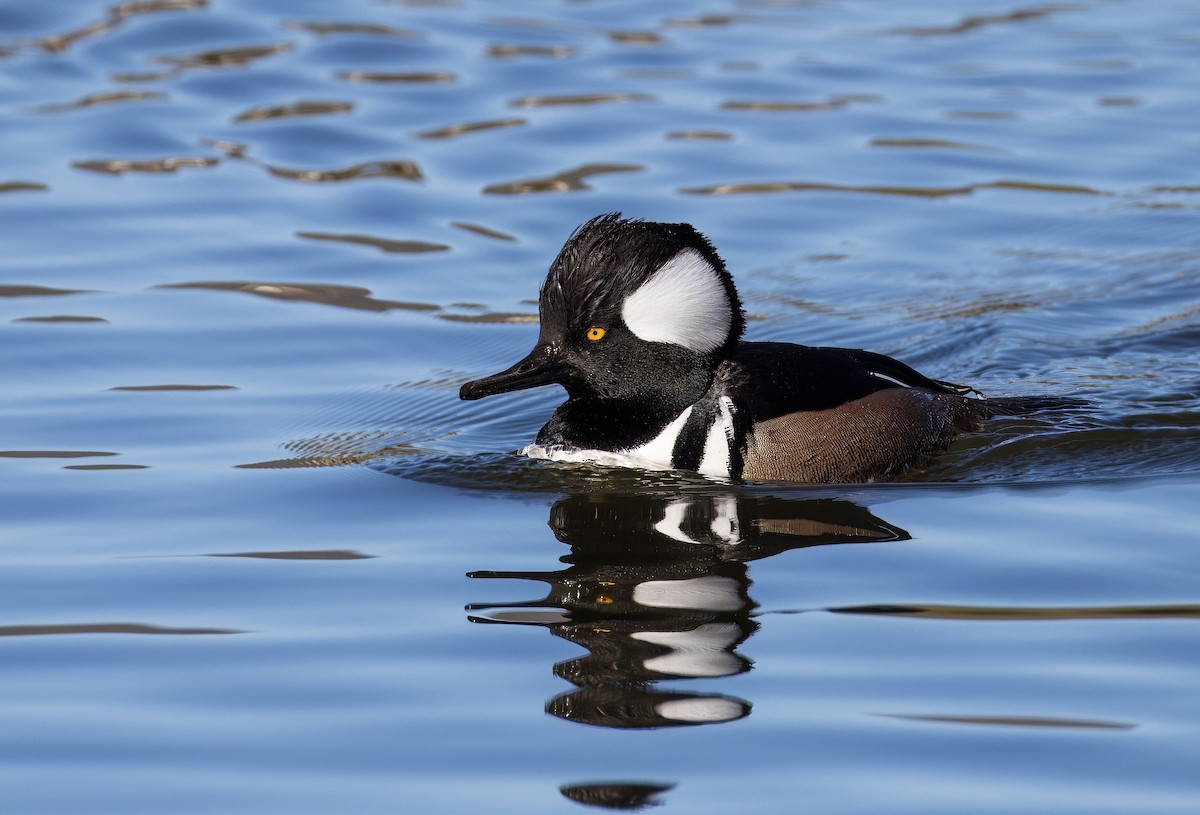 Zerra buruhandia - ML646726041