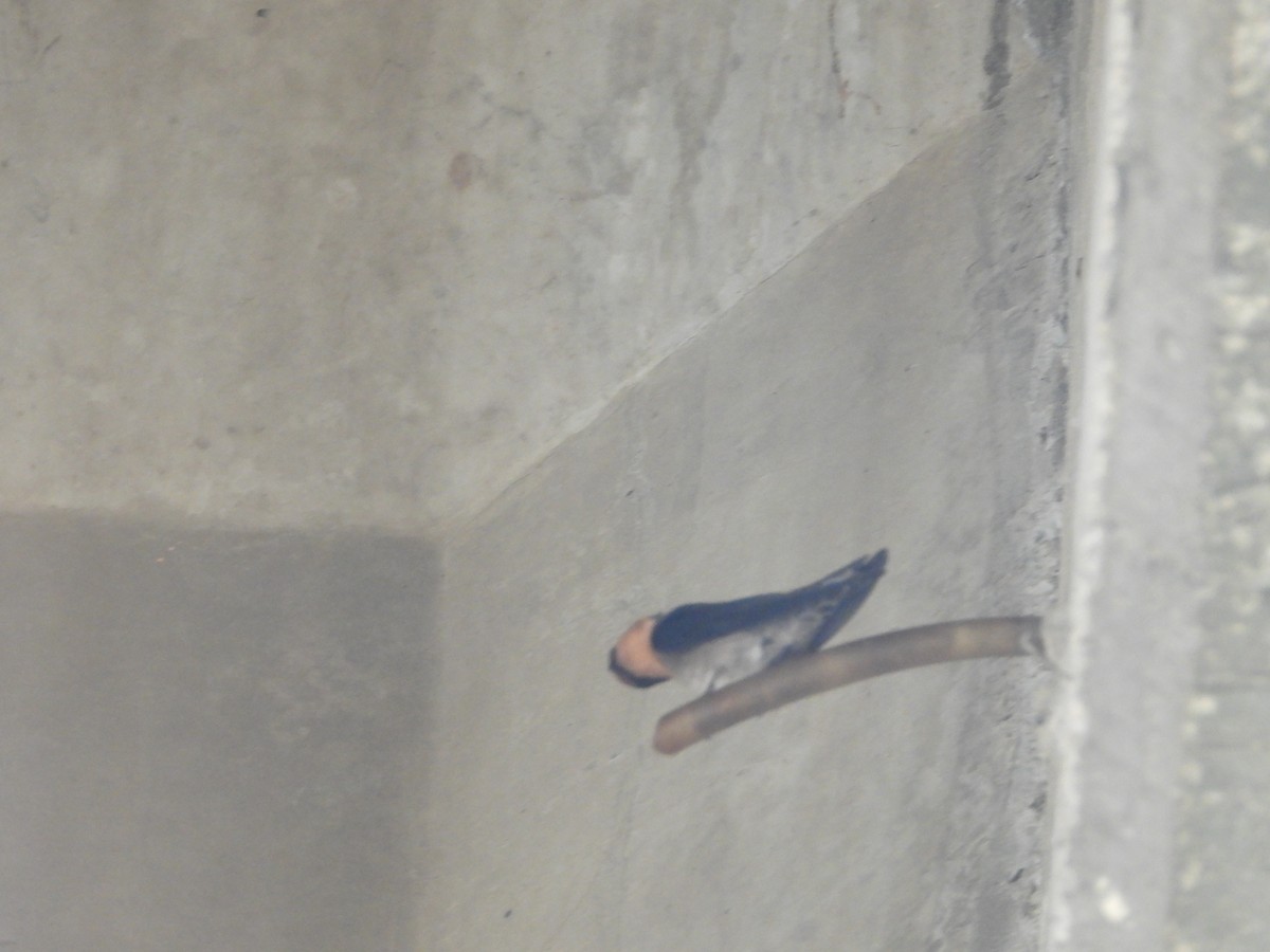 Pacific Swallow - ML646726042