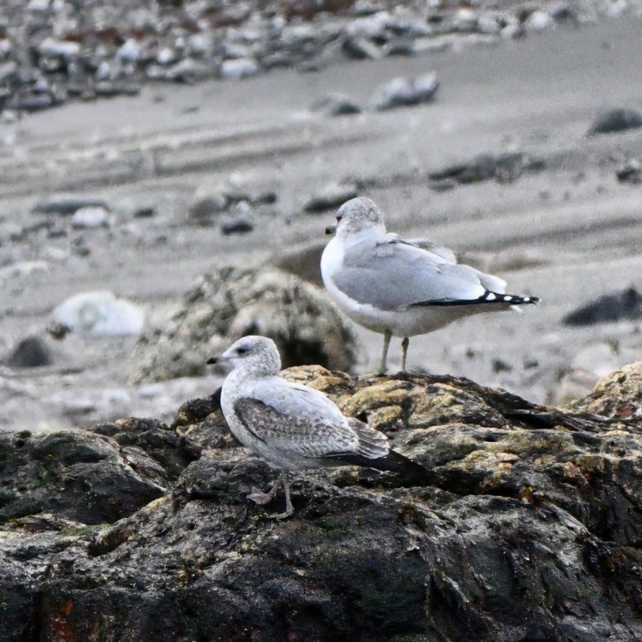 Ring-billed Gull - ML646726044