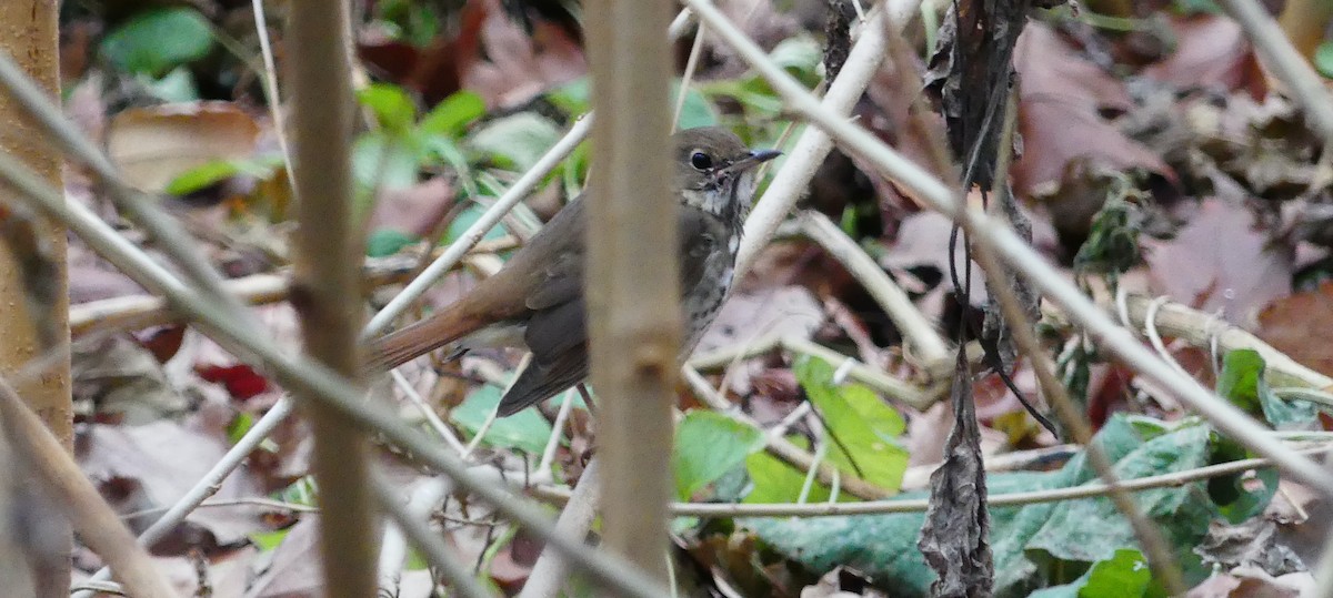 Grive solitaire - ML646726045