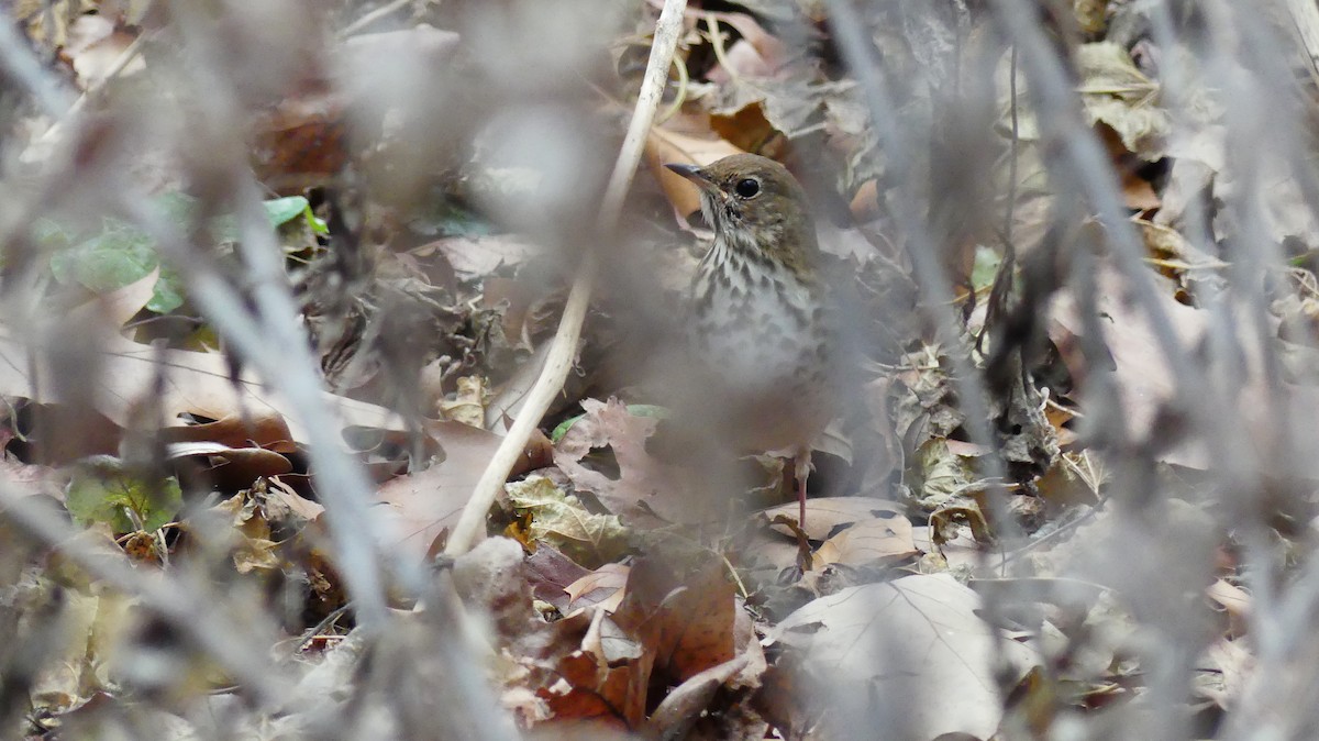 Grive solitaire - ML646726046